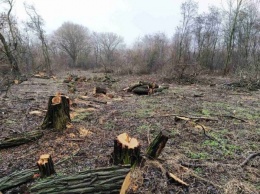На Днепропетровщине активисты незаконно вырубили леса на миллион гривен