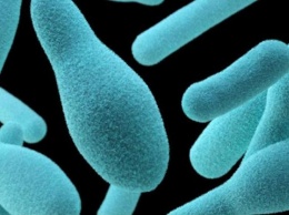 Немецкие ученые нашли бактерию, которая питается пластиком