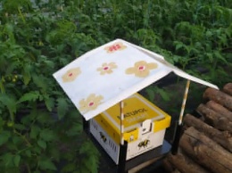 В Станице Луганской захотели черных помидоров: на помощь пришли голландские шмели