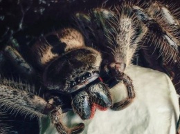 Яд тарантулов предложили использовать в болеутоляющих средствах