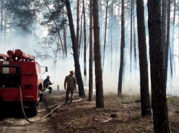 В Голосеевском лесу - пожар, гибнут животные