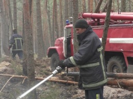 Пожары в Житомирской области уничтожили десятки домов и тысячи гектар леса: фото