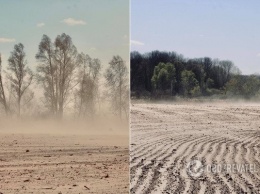 Украина из-за вырубки деревьев превращается в Египет: появились показательные кадры