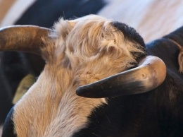 Корове на рога угодила неосторожная пенсионерка на Херсонщине