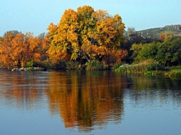 Десятку замечательных деревьев выбрали в Николаевской области (фото)