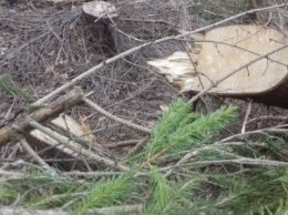 На Закарпатье обнаружили незаконную вырубку леса