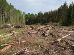 Пограничники выявили незаконную вырубку леса на границе с Польшей