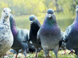 В Киеве предлагают запретить кормить голубей