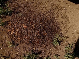 В Запорожской области мертвых пчел сметали в ведра