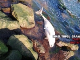 На берегу моря продолжают находить мертвых дельфинов (фото, видео)