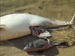 В Азовском море гибнут дельфины: в чем причина?