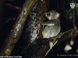 Ответа не было 13 лет: ученые наконец-то разрешили ''загадку века'' о коалах. Видео