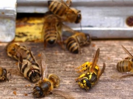 Пчеловоды Сумщины массово жалуются на гибель пчел