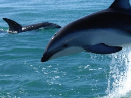У берега Кирилловки дельфин устроил заплыв (видео)
