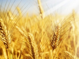 Эксперты прогнозируют падение цен на пшеницу