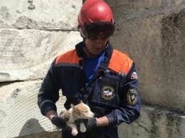 Крымские спасатели помогли попавшей в беду собаке