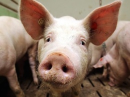 В Запорожской области зафиксировали вспышку африканской чумы свиней
