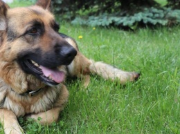 Служебная собака помогла раскрыть преступление в Запорожской области (ФОТО)