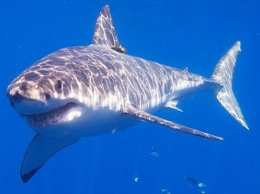 Палеонтологи обнаружили древние "ясли" белых акул