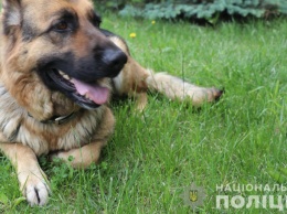 В Запорожской области служебная собака по следу нашла вора на кладбище - фото