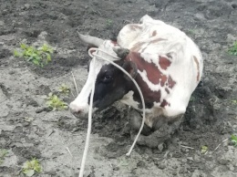 Трясина засосала корову на Николаевщине