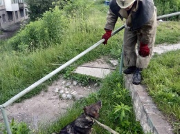 В Каменском чрезвычайники спасли собаку