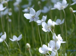 На Тернопольщине цветут нежные анемоны