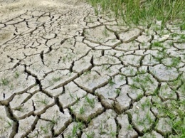 Засуха и заморозки уничтожили 50% посевов на Херсонщине