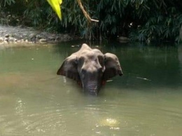 Разорвало рот и язык: в Индии умерла беременная слониха, съевшая фрукт с петардой (фото)