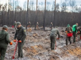 На Житомирщине восстановили более 100 гектаров поврежденного огнем леса
