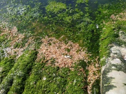 До 5 тысяч на квадратный метр: в Хаджибейском лимане считают умерших креветок