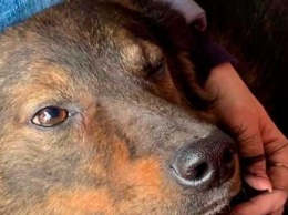 В Запорожье мужчина выбросил своего пса на дорогу, где собаку сбила машина