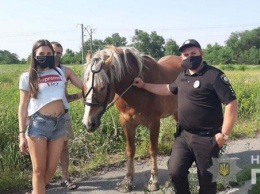В Каменском неизвестные украли коня и бросили погибать на жаре