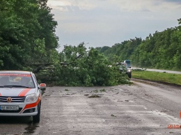 В Днепре на Криворожском шоссе на дорогу упали сразу несколько деревьев