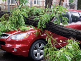 В центре Запорожья упавшее дерево повредило два автомобиля, - ФОТО