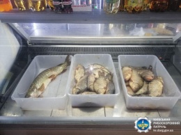 На рынках под Киевом нашли краснокнижную рыбу