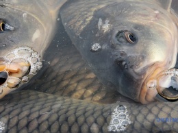 На Черниговщине зафиксировали массовую гибель рыбы