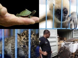 «Фельдман Экопарк» контрабандой завозит в Украину экзотических животных, - СМИ