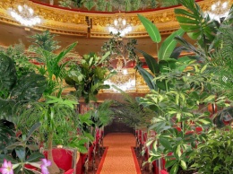 Барселонский оперный театр провел концерт для комнатных растений, которые подарят медикам