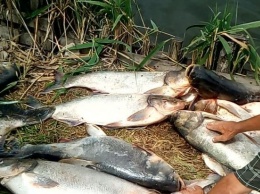 На водохранилище массово гибнет рыба: люди просят о помощи