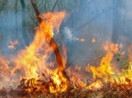 Во Владимирском лесхозе с двух сторон подожгли лес