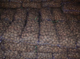 В Украине произошел резкий обвал цен на молодой картофель