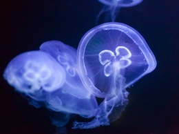 На берега курортного города на Азовском море выбросило сотни гигантских медуз (ФОТО)