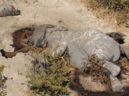 В Ботсване зафиксировали необъяснимый падеж сотен слонов