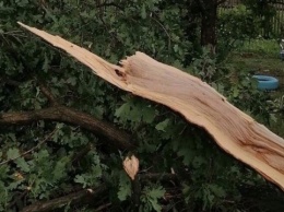 На Львовщине сильный ветер валил деревья - погибла женщина