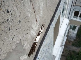 В Днепре на 5 этаже жилого дома поселился рой диких пчел (ФОТО)
