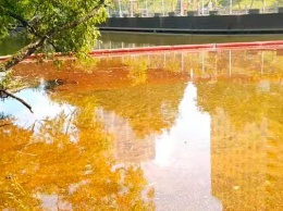 В Химках после разлива нефтепродуктов погибли краснокнижные сомы