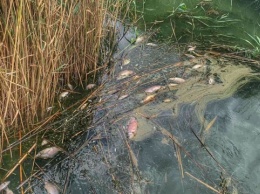 В Одесской области обнаружили массовую гибель рыбы в Кучурганском водохранилище