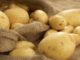 Картофелеводство планируют включить в программу господдержки