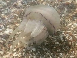 На Азовском море нашествие медуз и блох, которые больно жалят. В чем причина и когда вода очистится